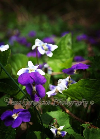 Turning Violet