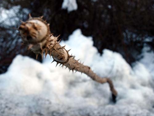 Sharpest Thorn 