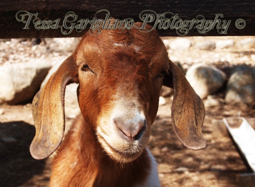 The Modeling Goat 