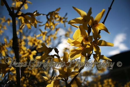 forsythia2
