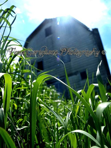 My most favorite grass