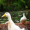 My Duck Friends