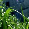 My most favorite grass