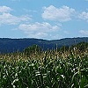 Fields of Corn 2