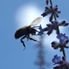 Insects