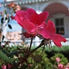 The Pink House