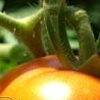 Grandma's Tomatoes