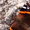 Furry Flutter