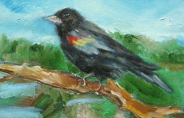 Red Wing Blackbird