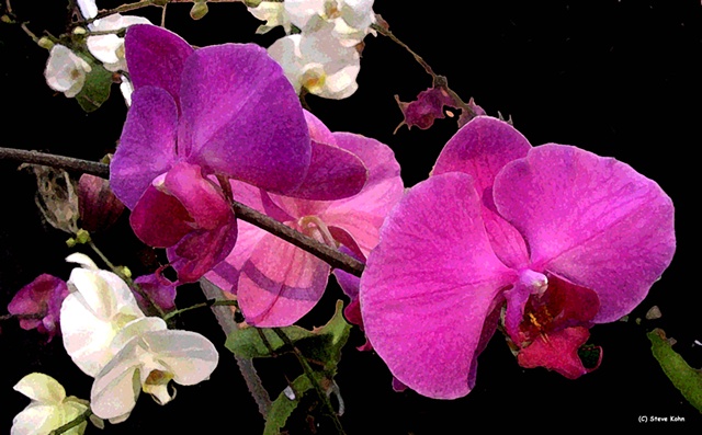 Orchid No. 98