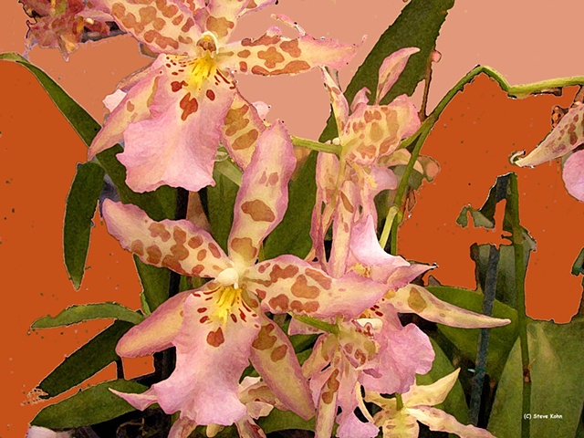 Orchid No. 89