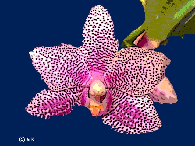 Orchid No. 22