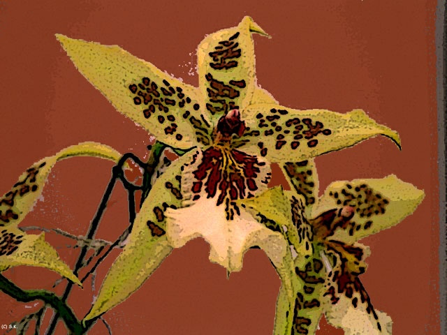 Orchid No. 10