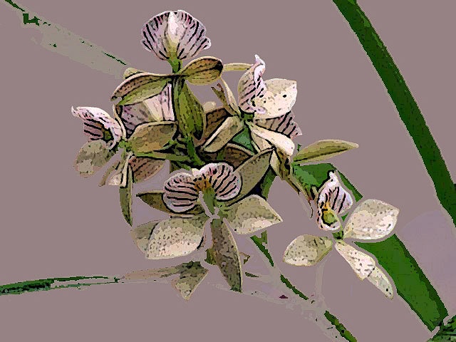 Epidendrum No. 2
