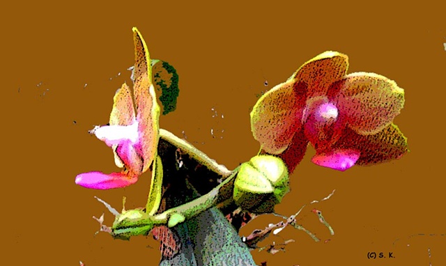 Orchid No. 26A