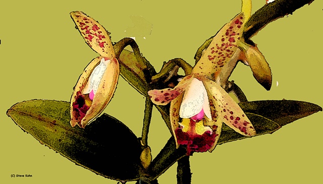 Orchid No. 81