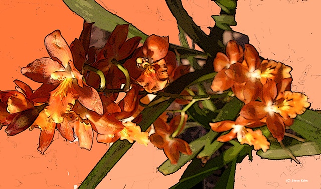 Orchid No. 75