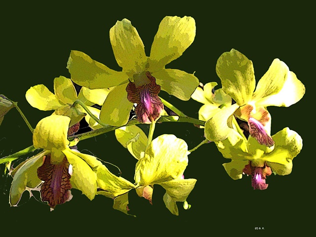 Dendrobium No. 8