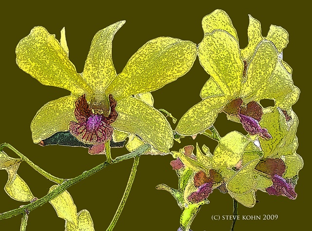 Dendrobium No. 6