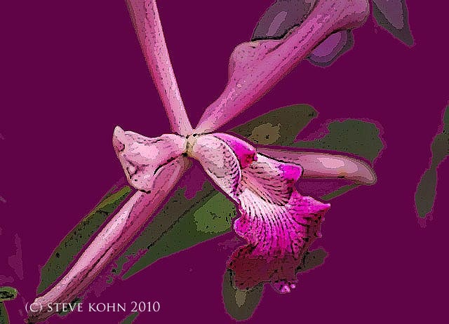 Orchid No. 40