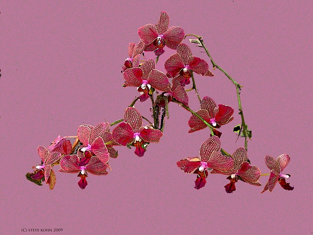 Orchid No. 54