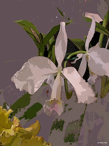 Orchid No. 77
