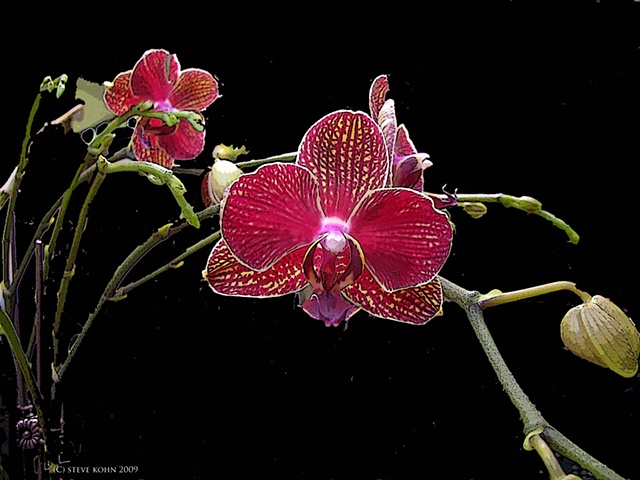 Orchid No. 53A