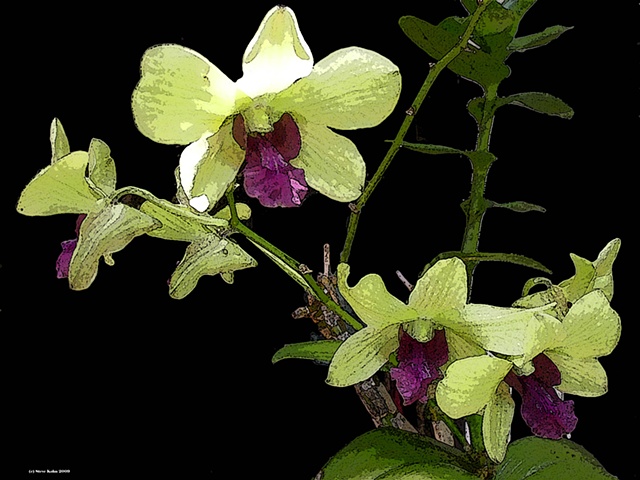 Dendrobium No. 23A