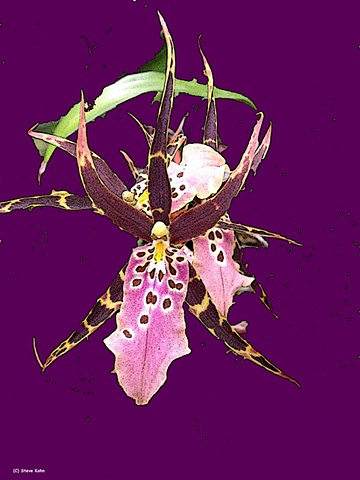 Orchid No. 60