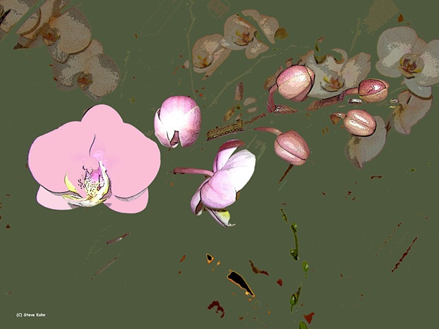 Orchid No. 79