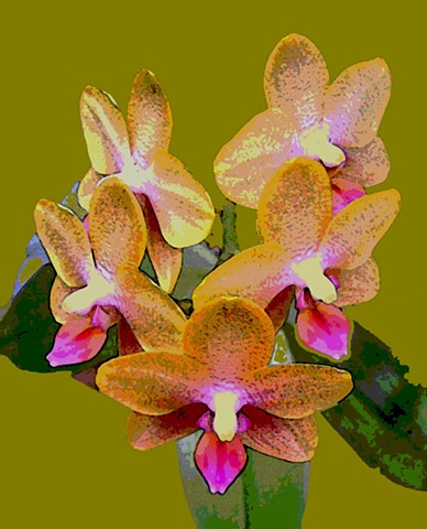 Dendrobium No. 3