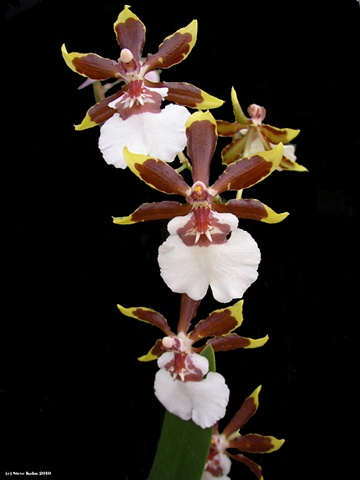 Orchid No. 122