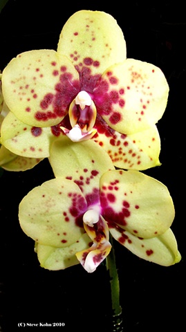 Orchid No. 6