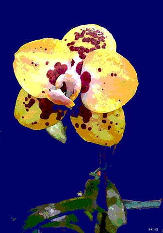 Orchid No. 58