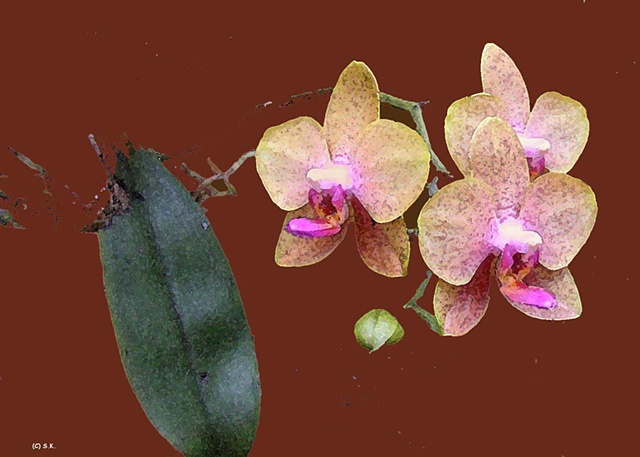 Orchid No. 43