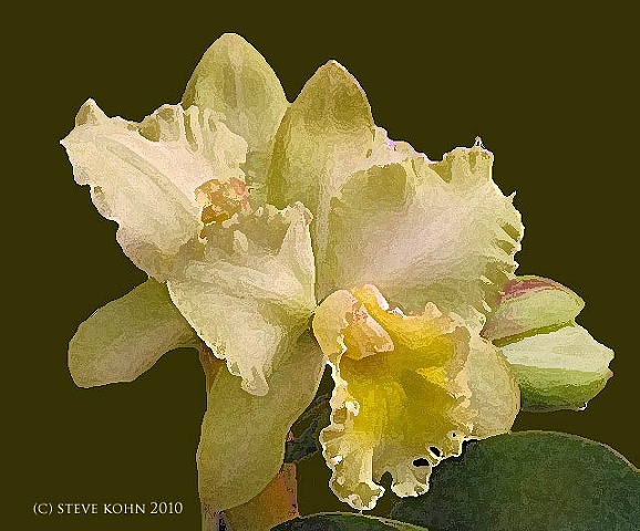Orchid No. 42