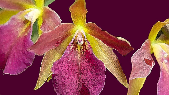 Orchid No. 30