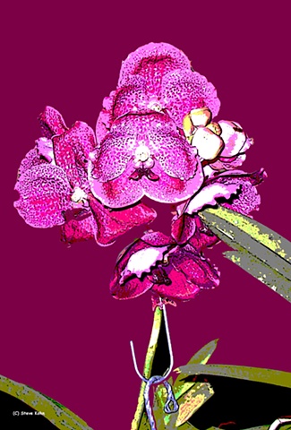 Orchid No. 63