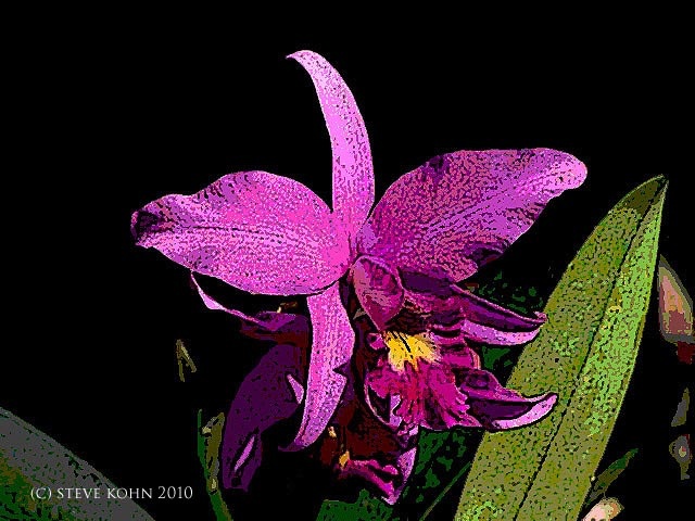Orchid No. 33