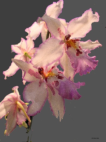 Orchid No. 67A