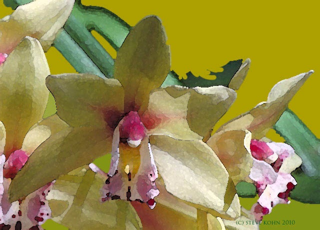 Orchid No. 13