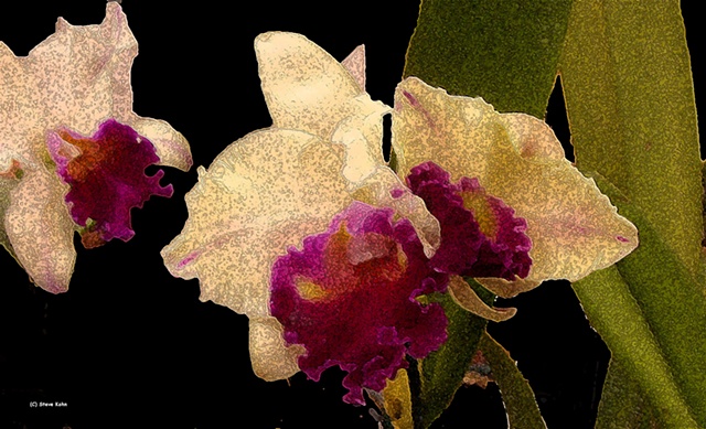 Orchid No. 66