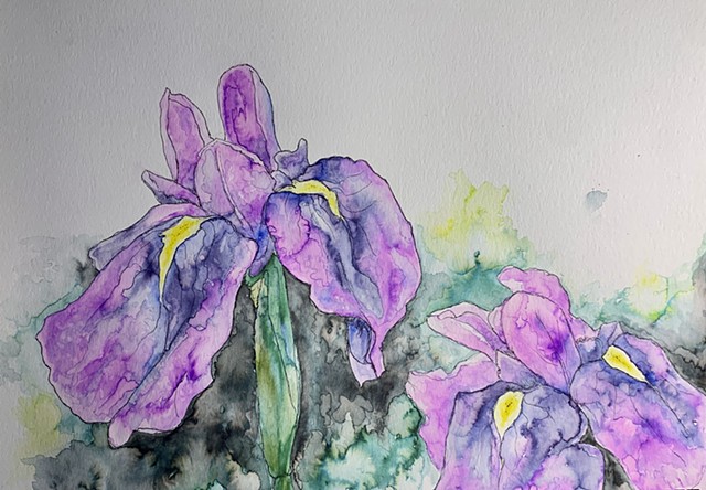 purple flag irises