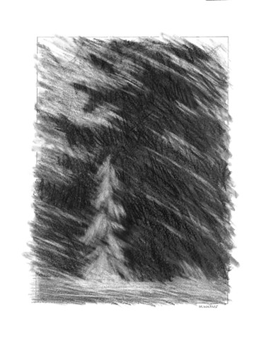 Marion Webber drawings, graphite, trees, grasses, landscape
