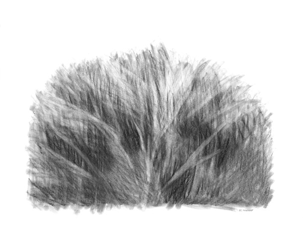Marion Webber drawings, graphite, trees, grasses, landscape