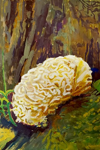 Sparassis spathulata