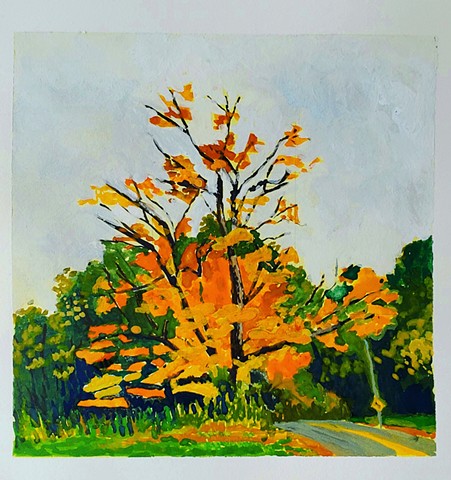 Maple, After the Rain