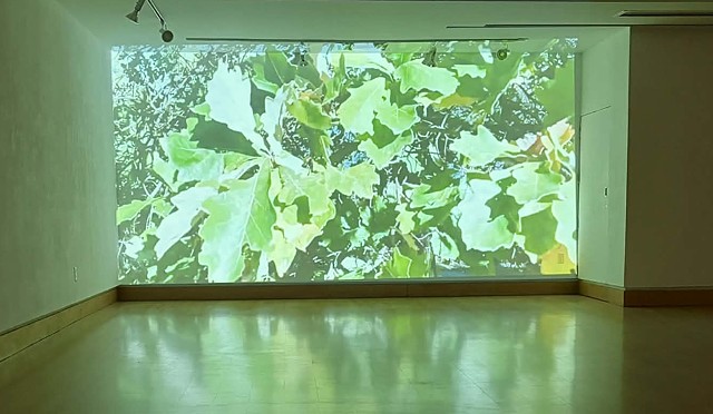 Oak leaves projection / ideation