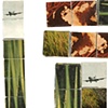 Drought, fire, and weeds, detail
