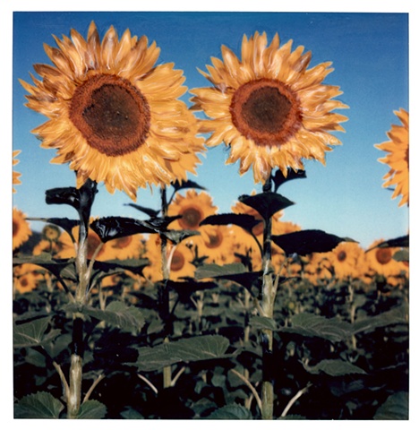 Sunflowers - Provence